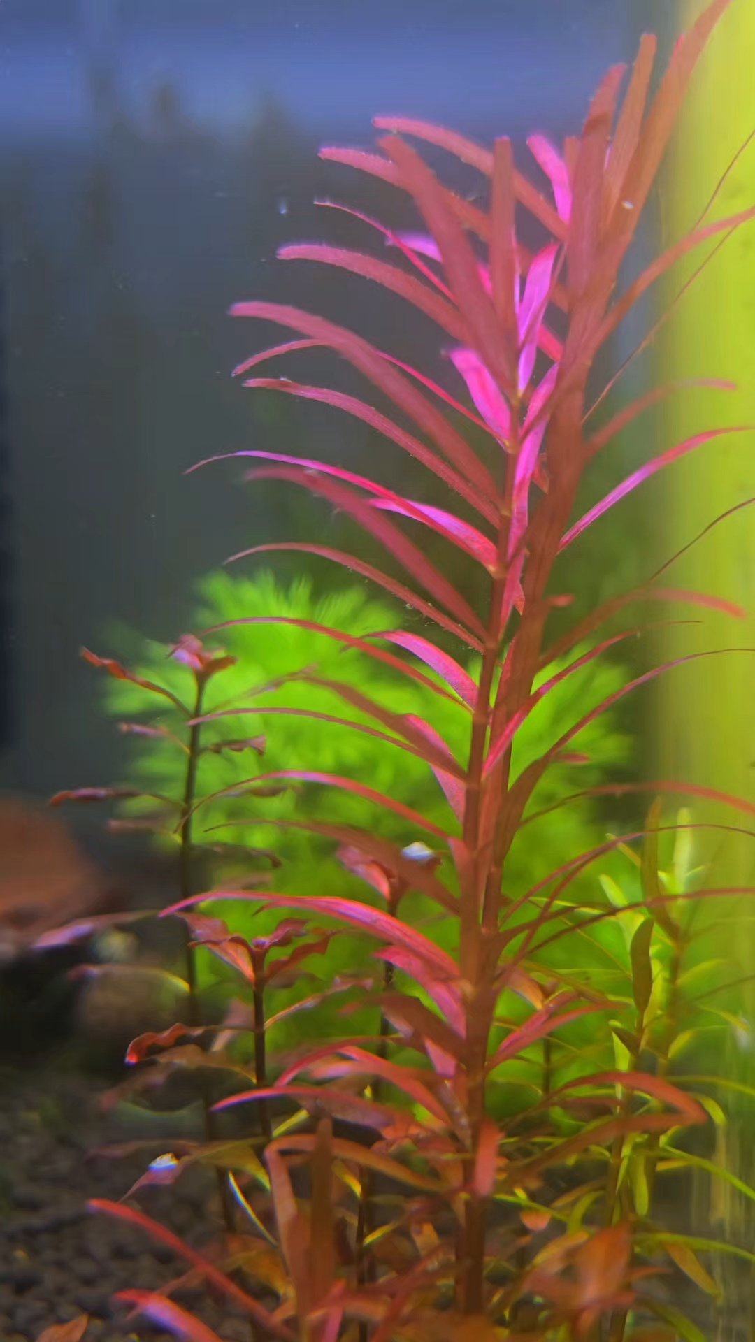 Stem Plants