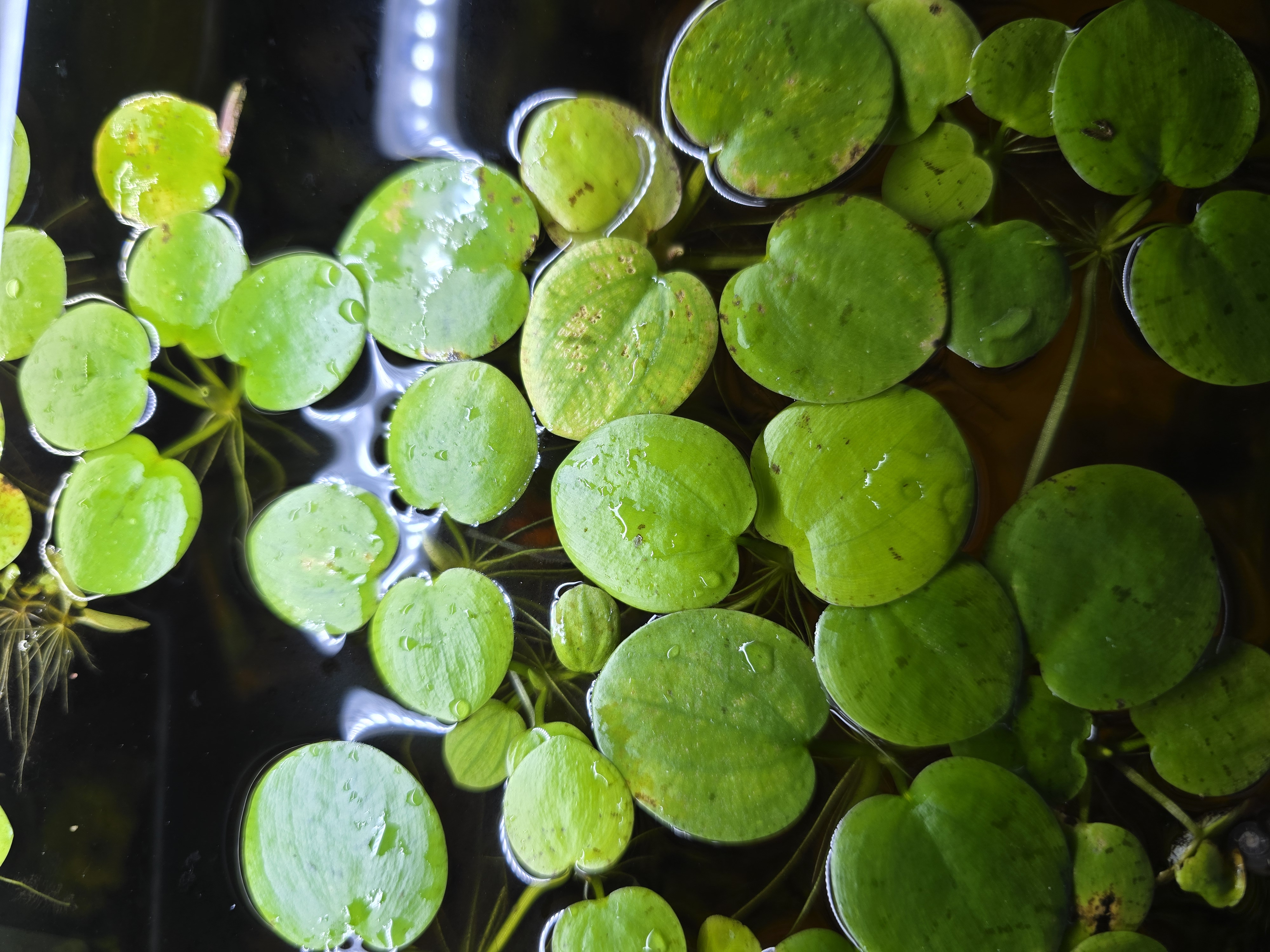 Floating Plants