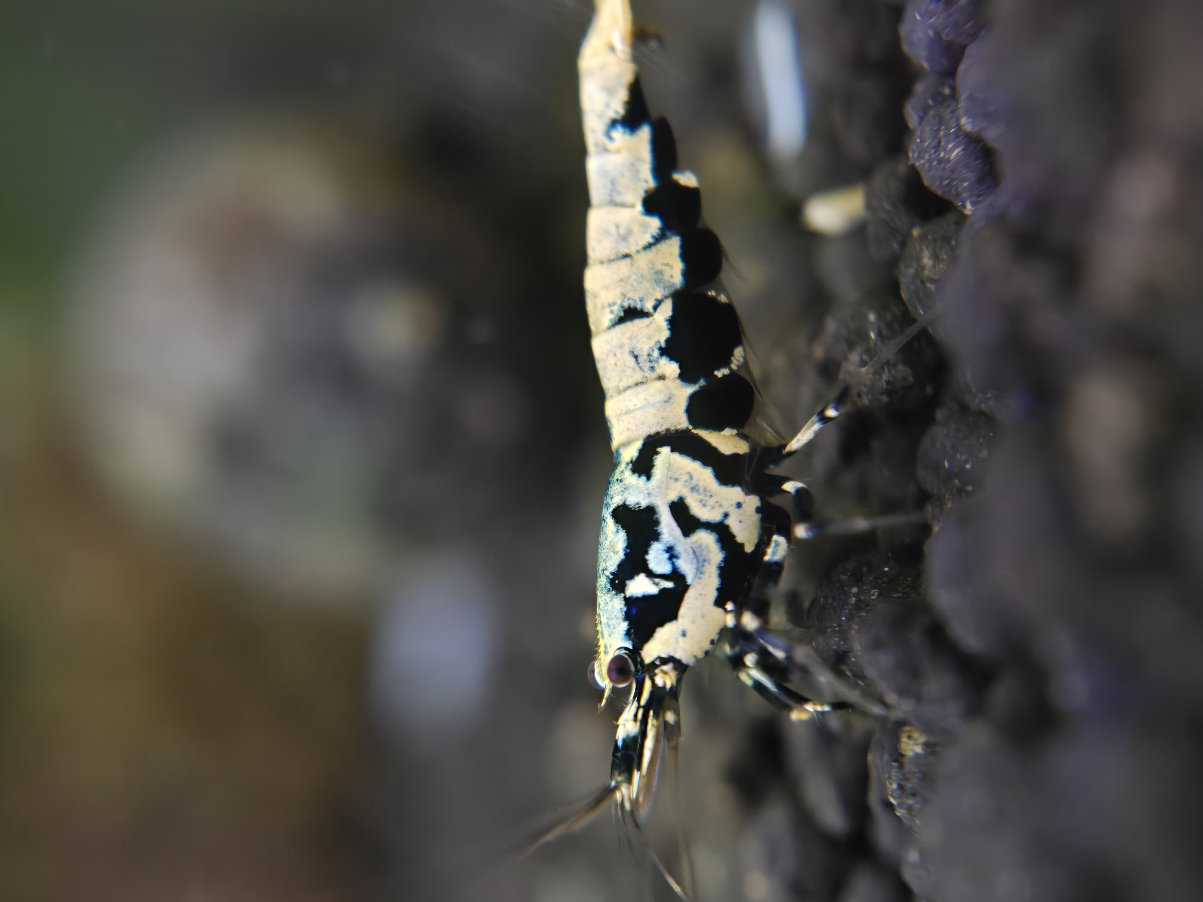 Caridina Shrimp