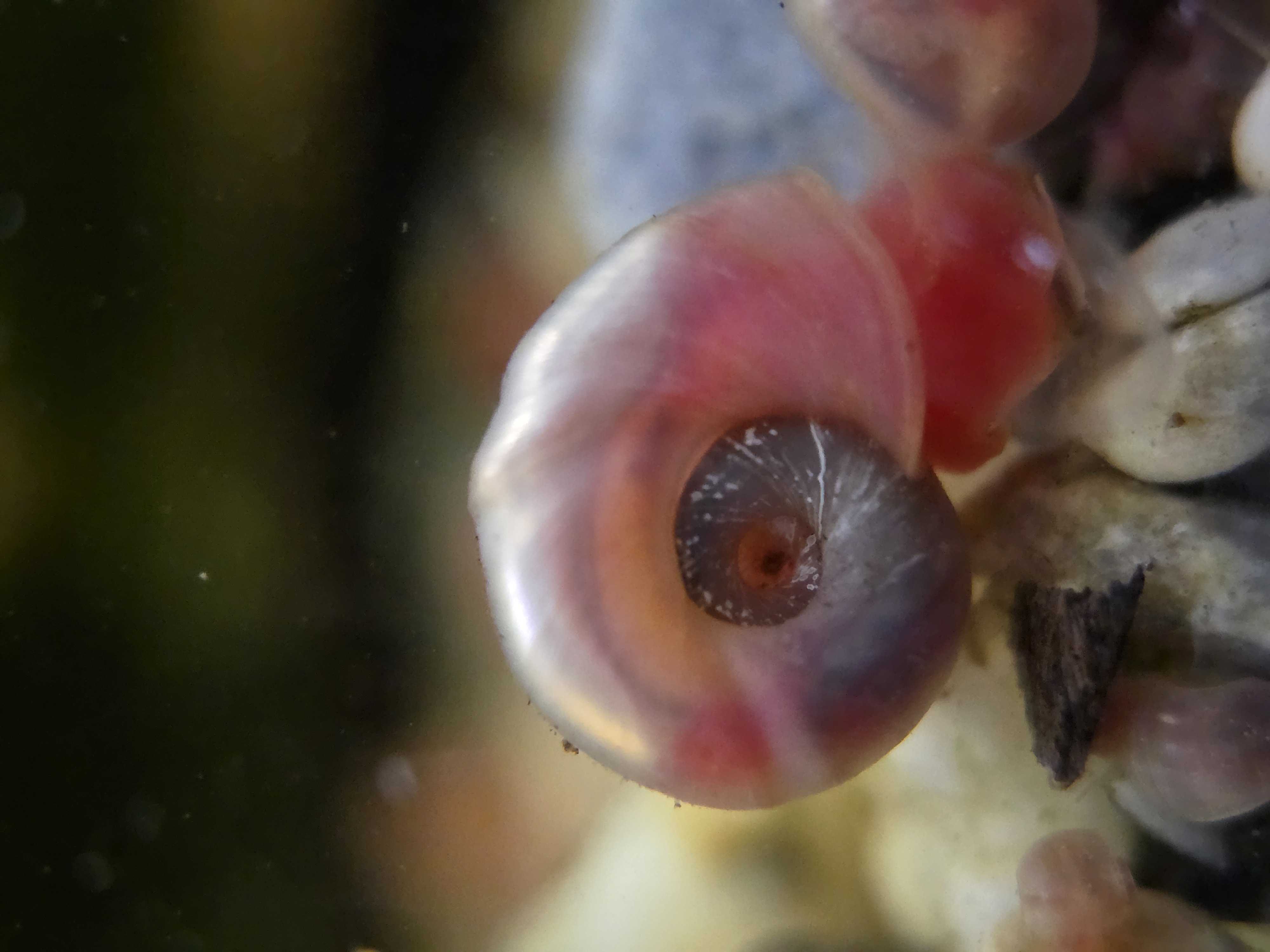 Snails