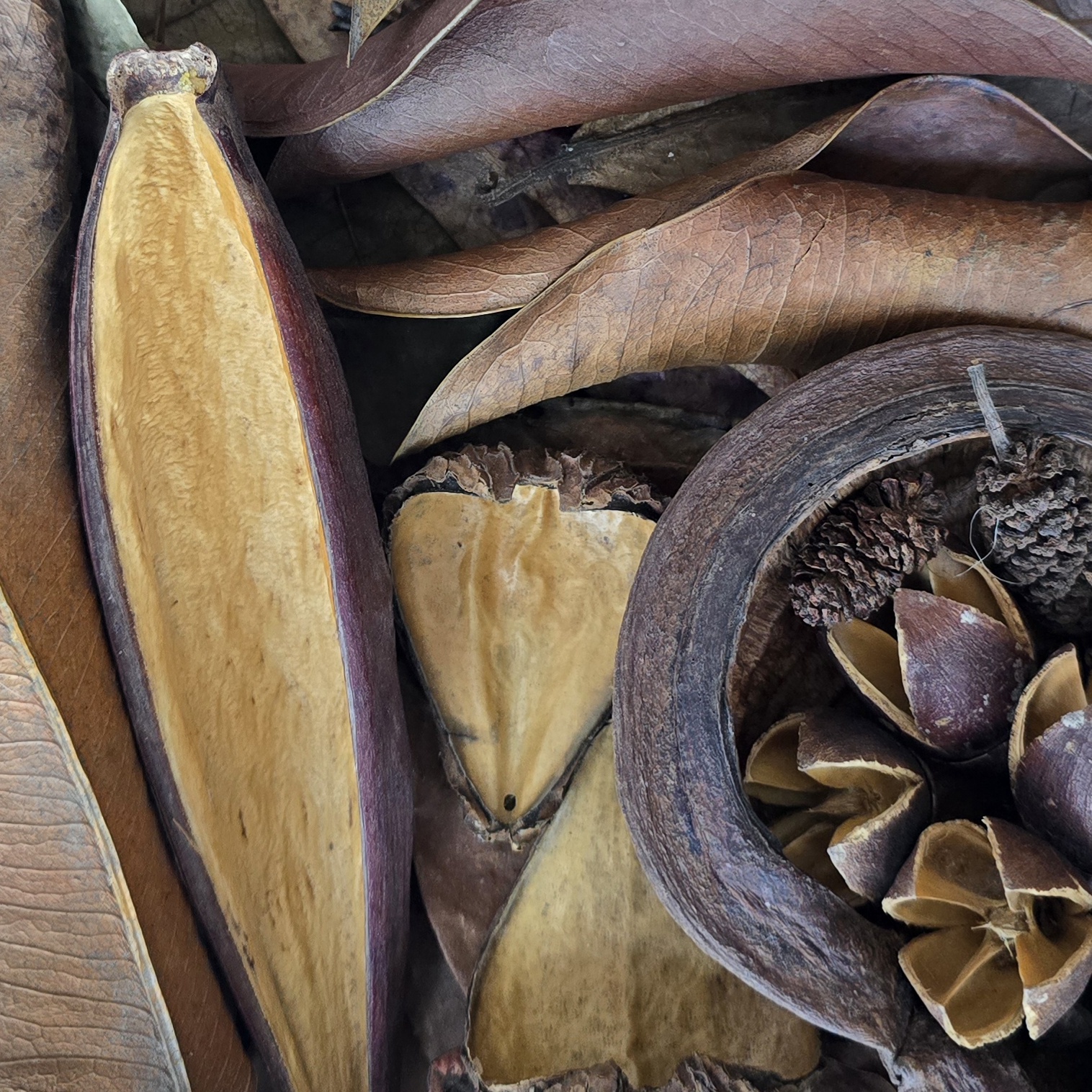 Botanicals