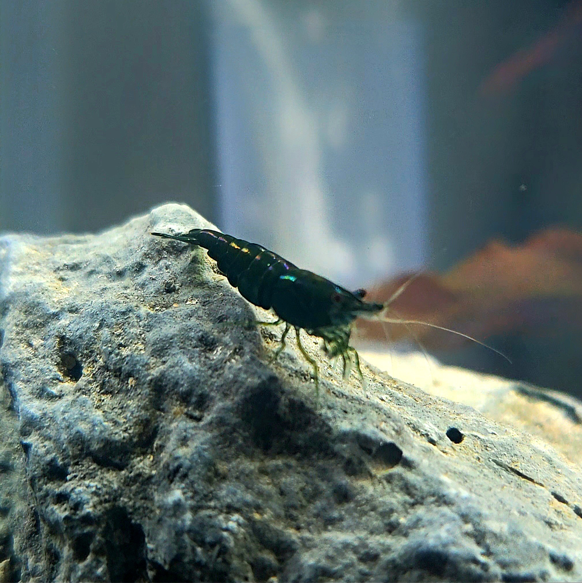 Neocaridina Shrimp