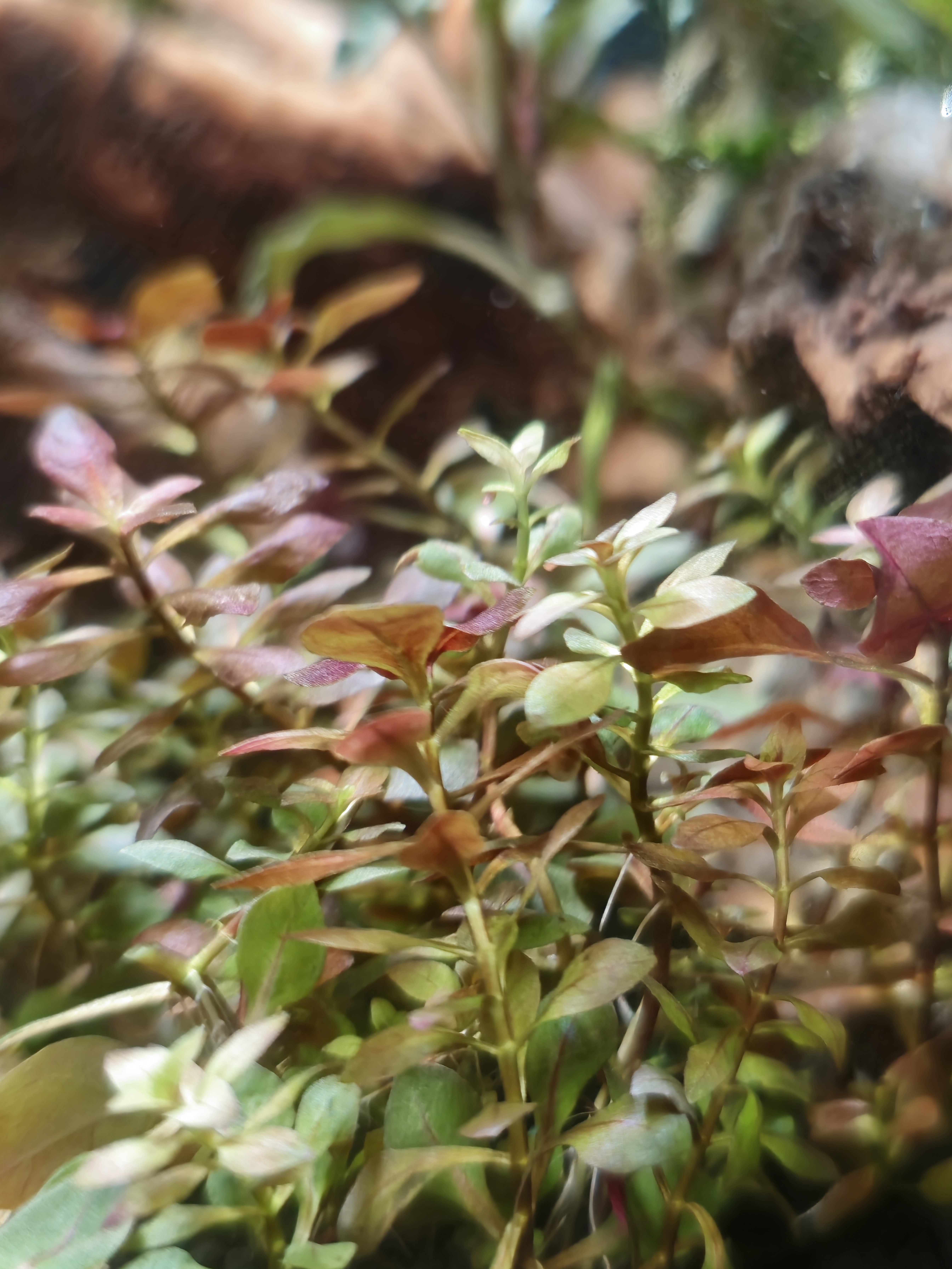 Ludwigia Palustris Mini Super Red
