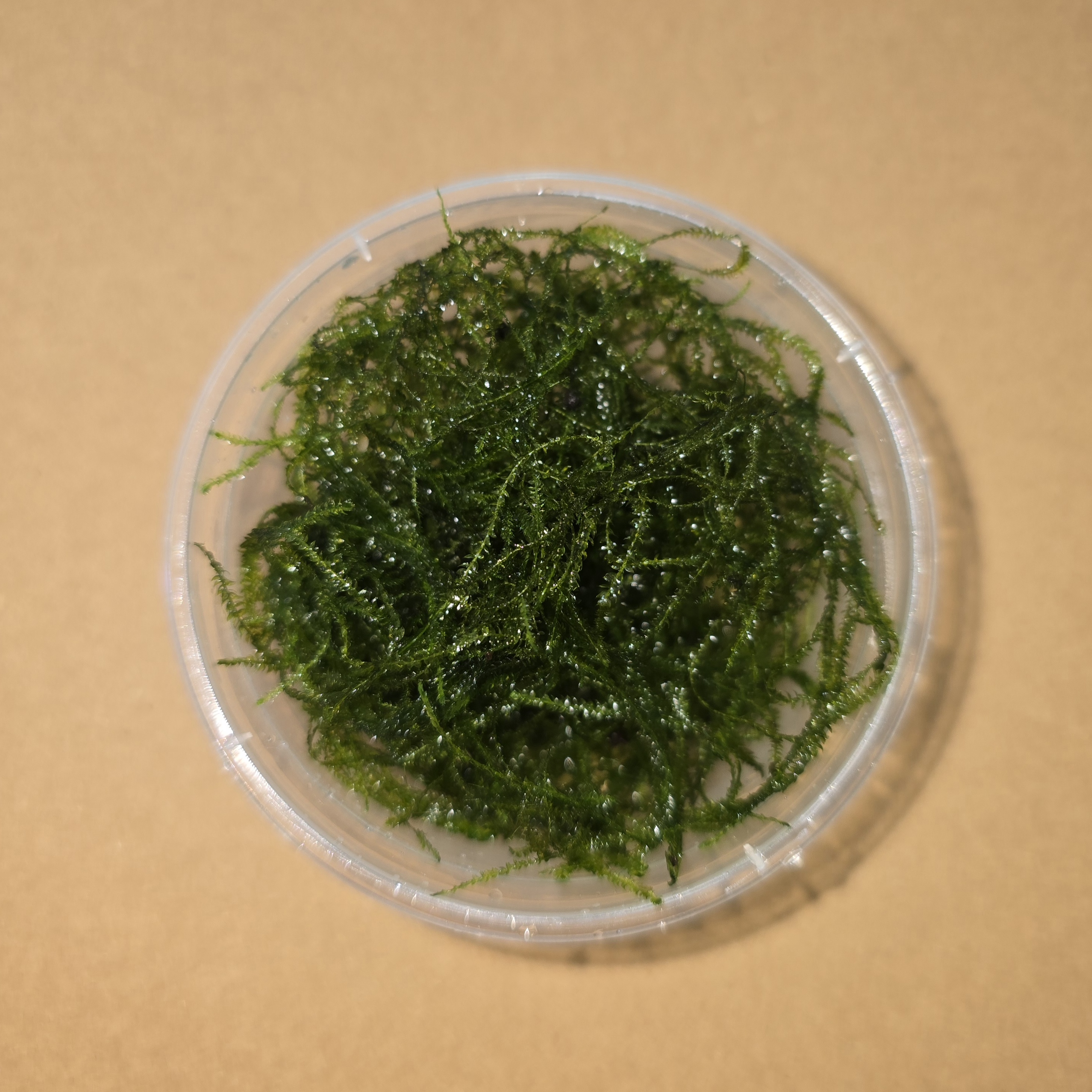 Java Moss