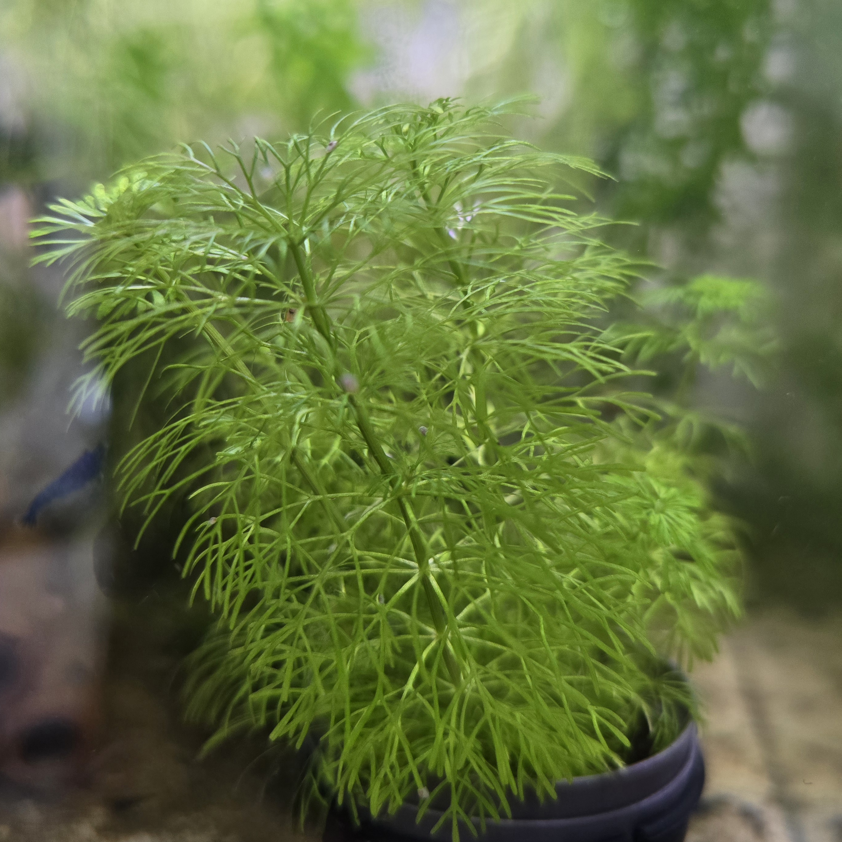 Limnophila Sessiliflora