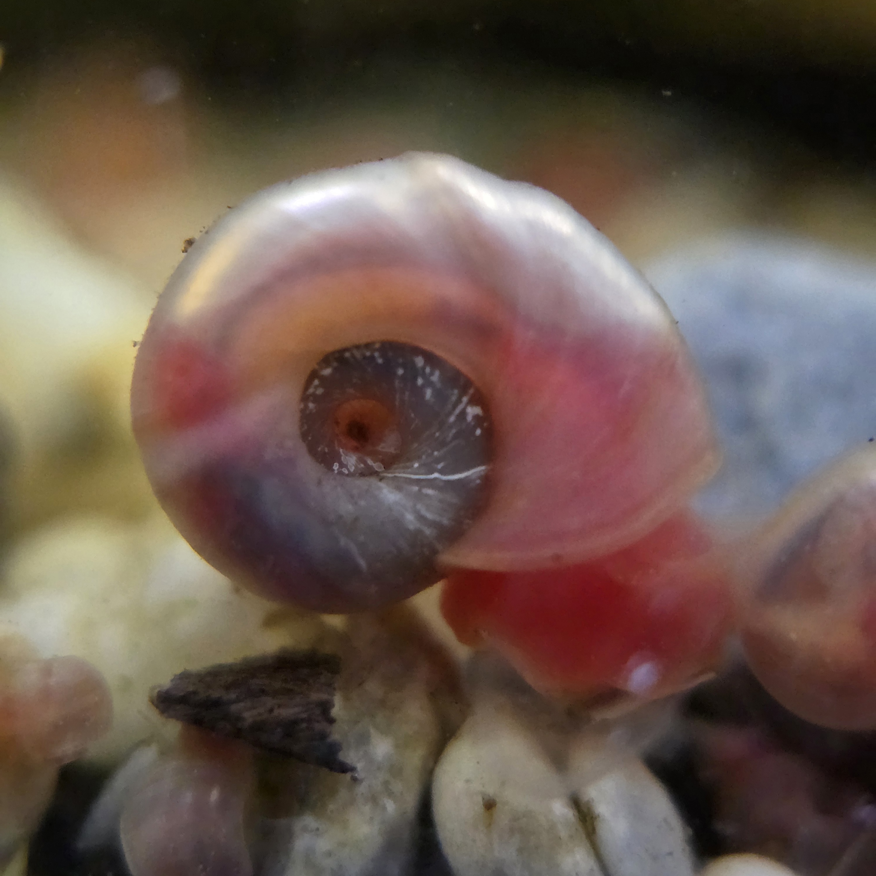 Pink Pearl Ramshorn Snail