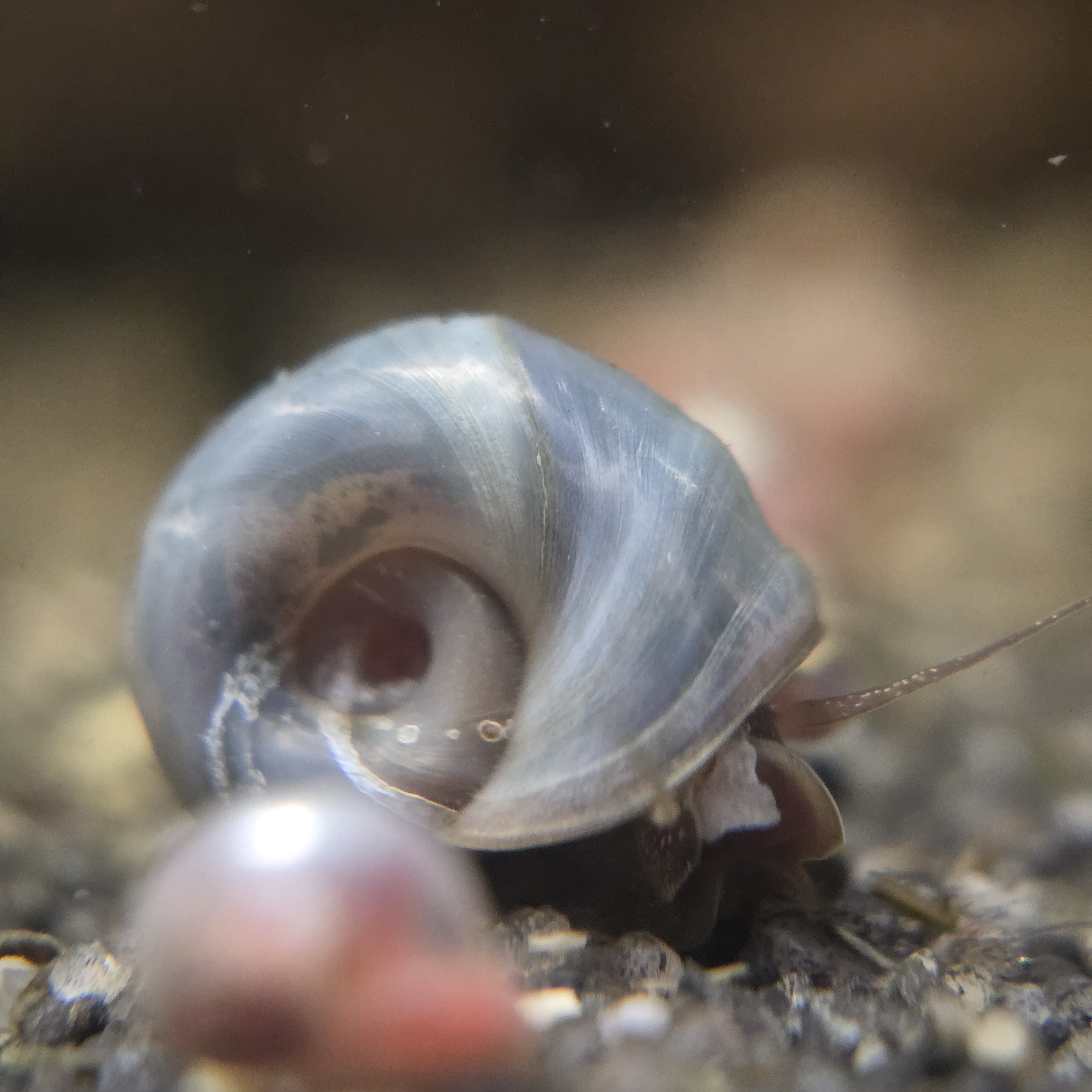 Blue Ramshorn Snail