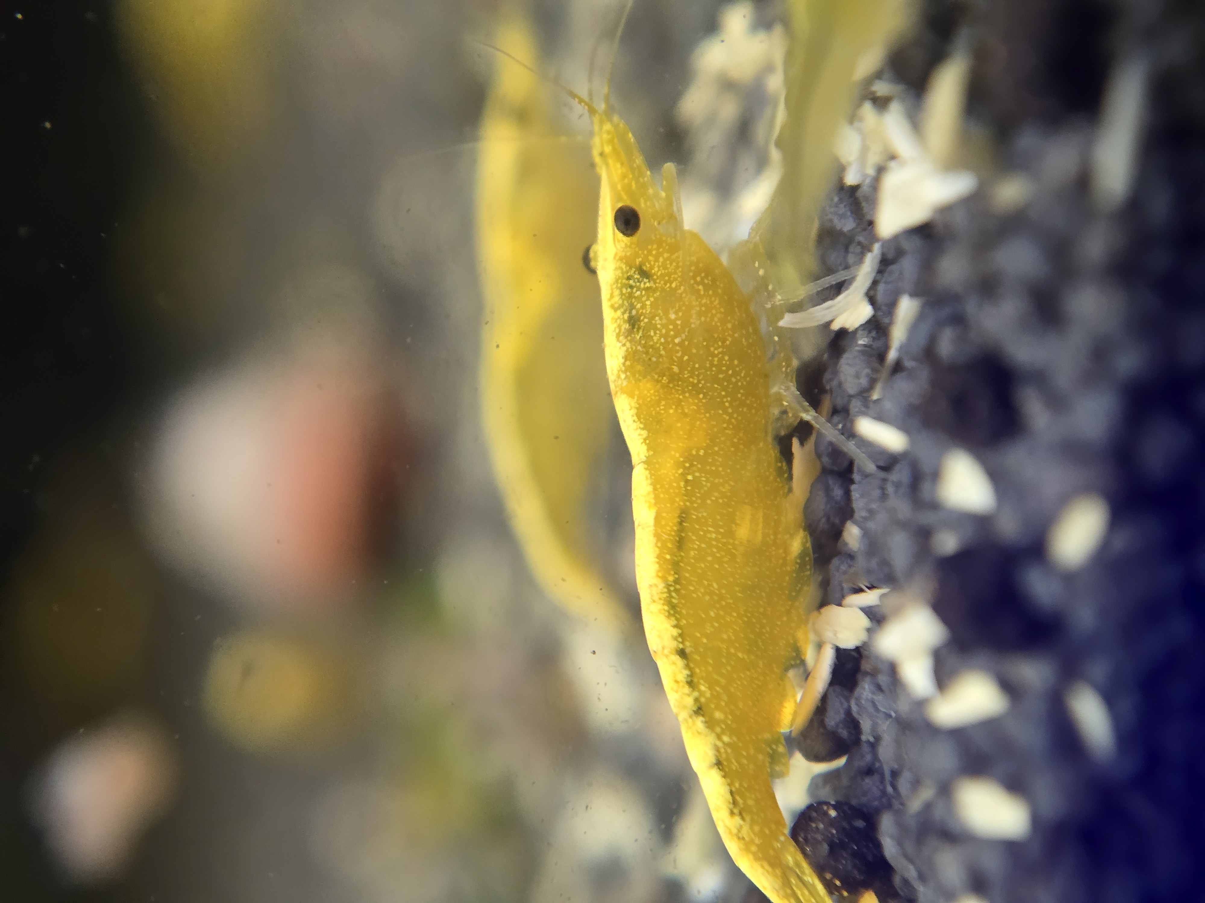 Yellow Fire Goldenback High Grade