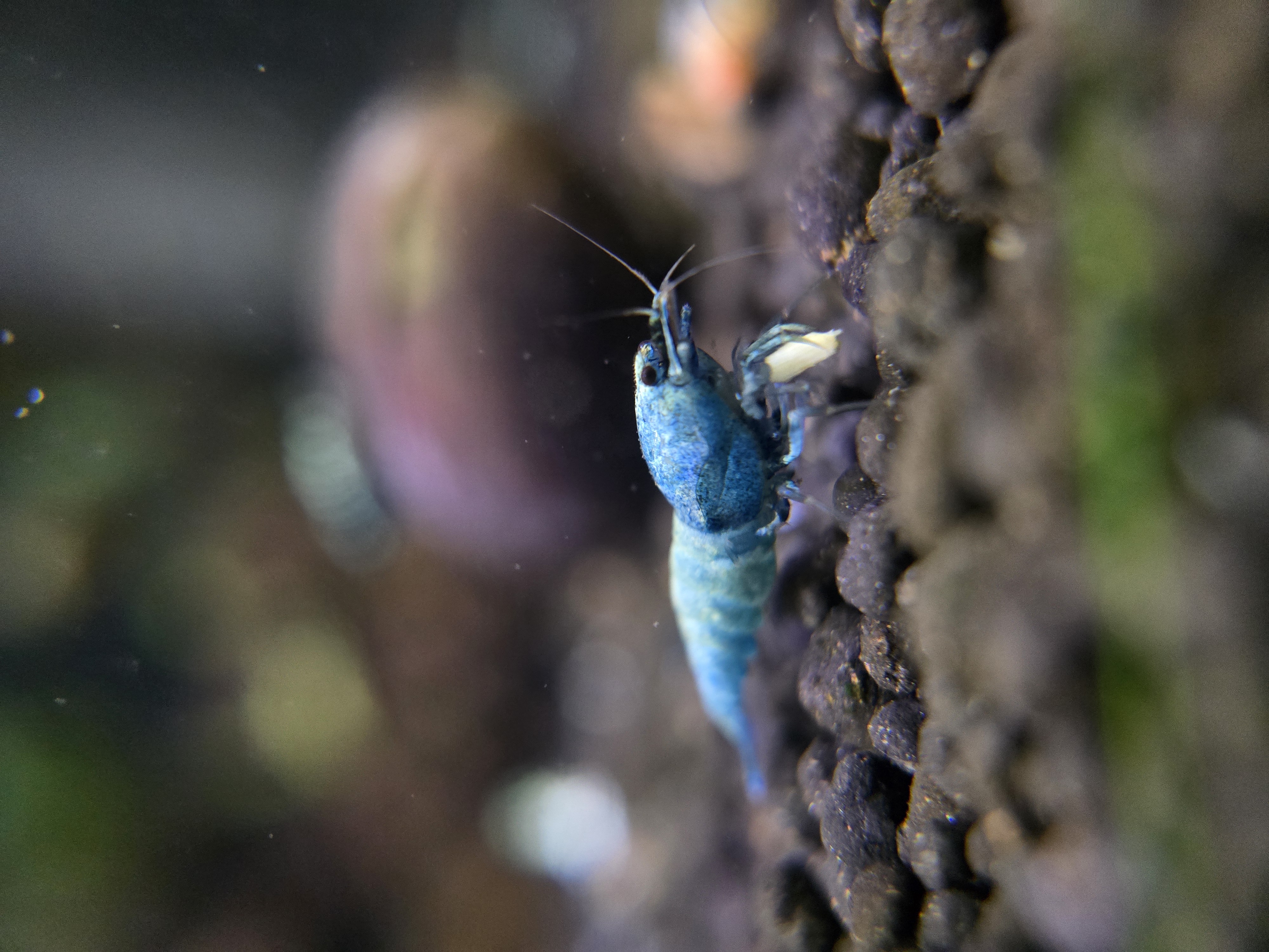 Extreme Blue Bolt