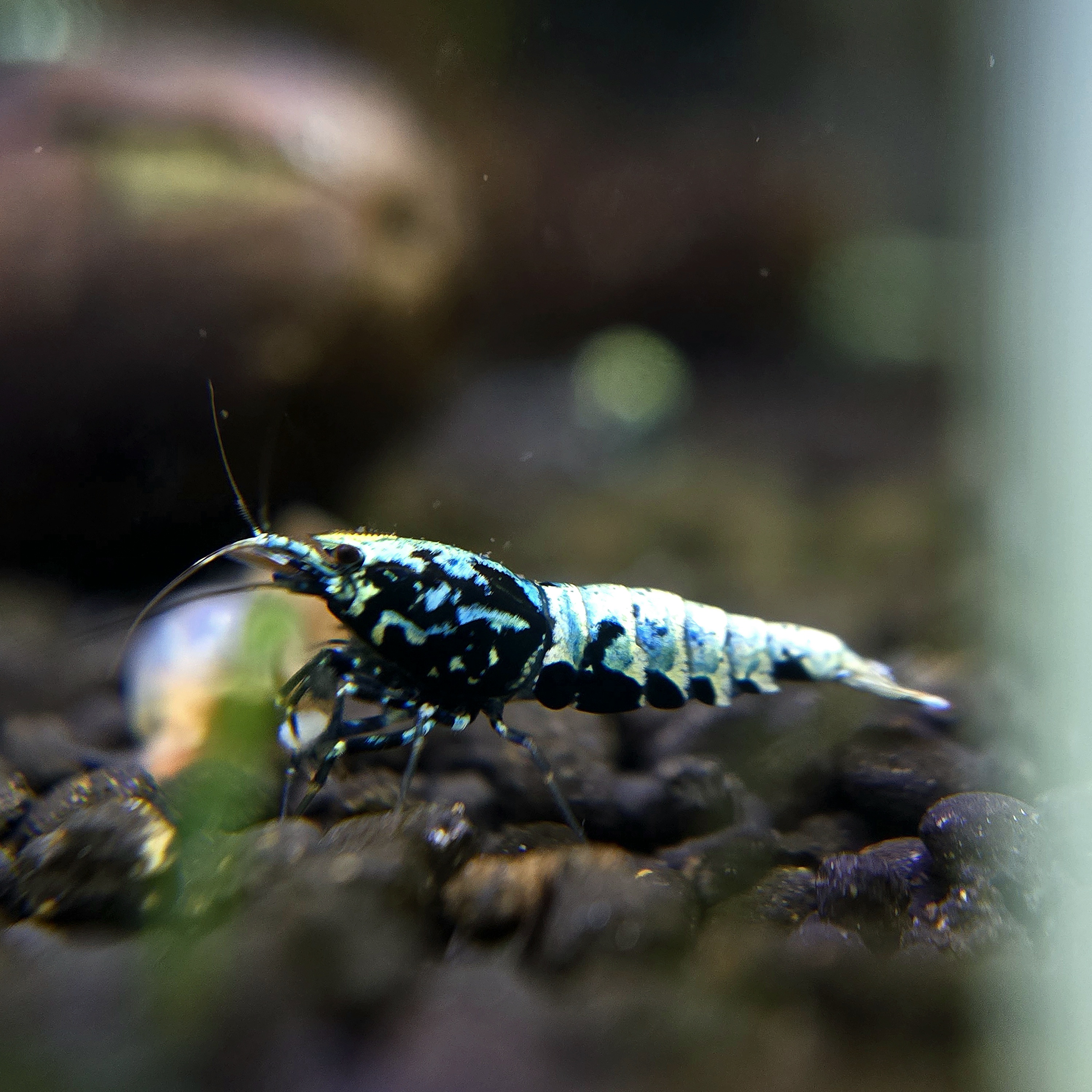 Boa (Blue Genetic)