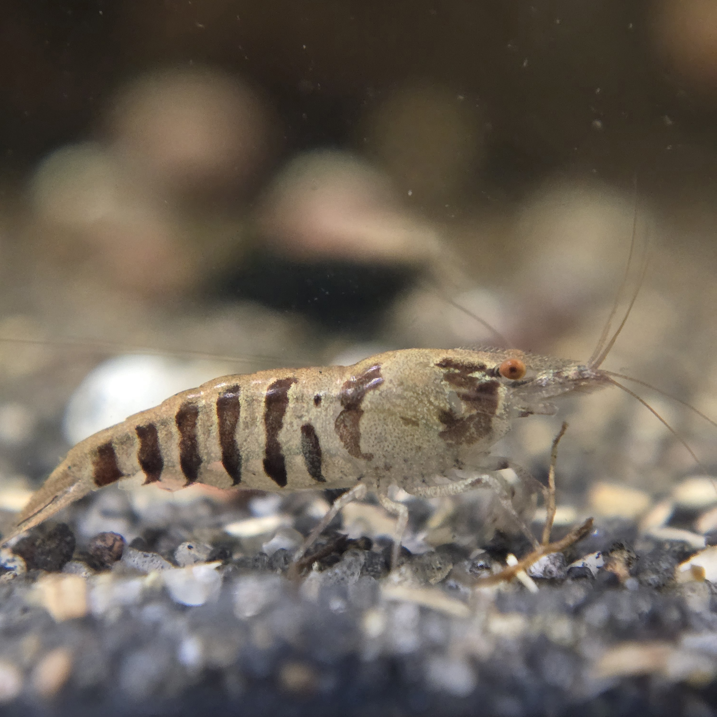 Orange Eye Babaulti (Indian Zebra Shrimp)