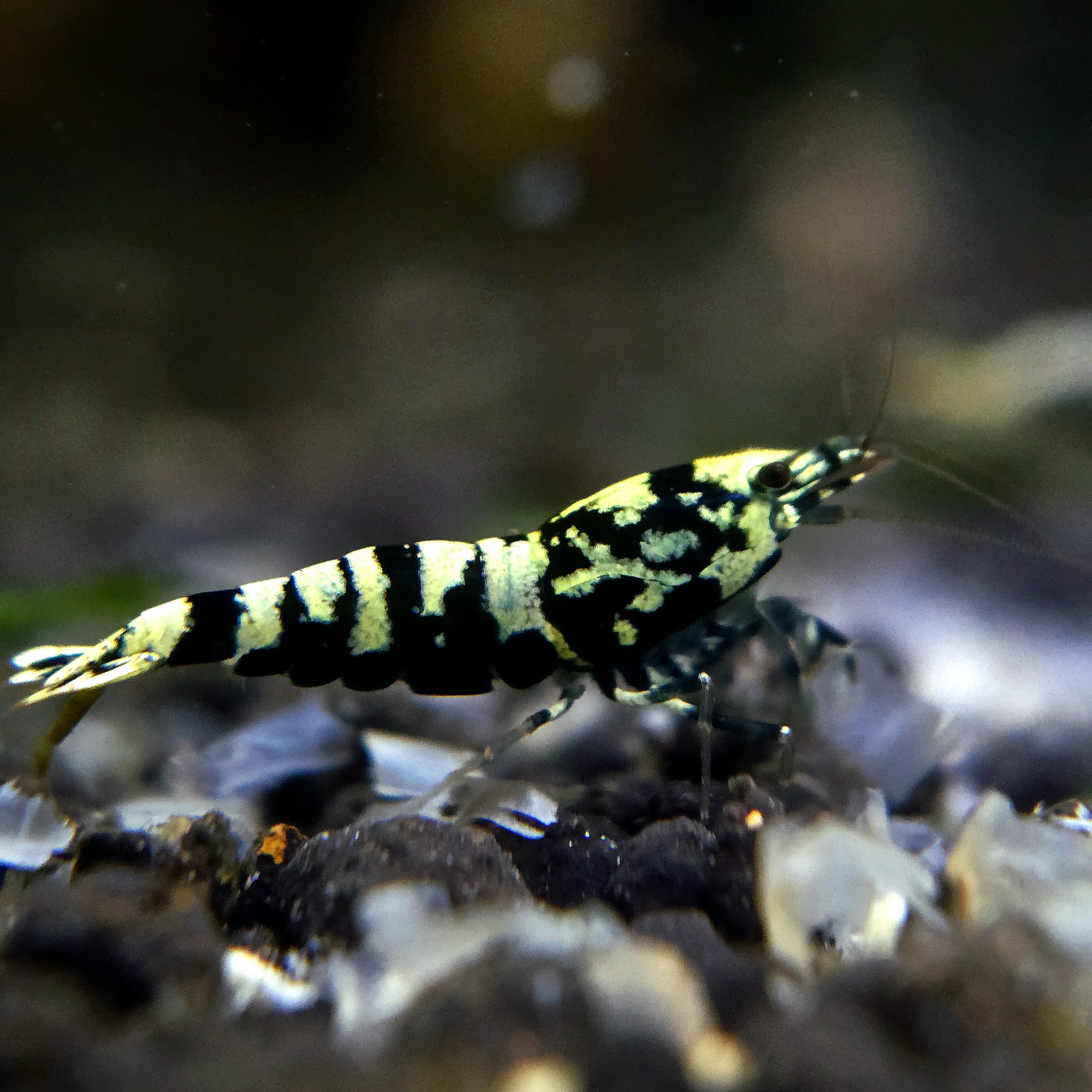 Black Galaxy Fishbone