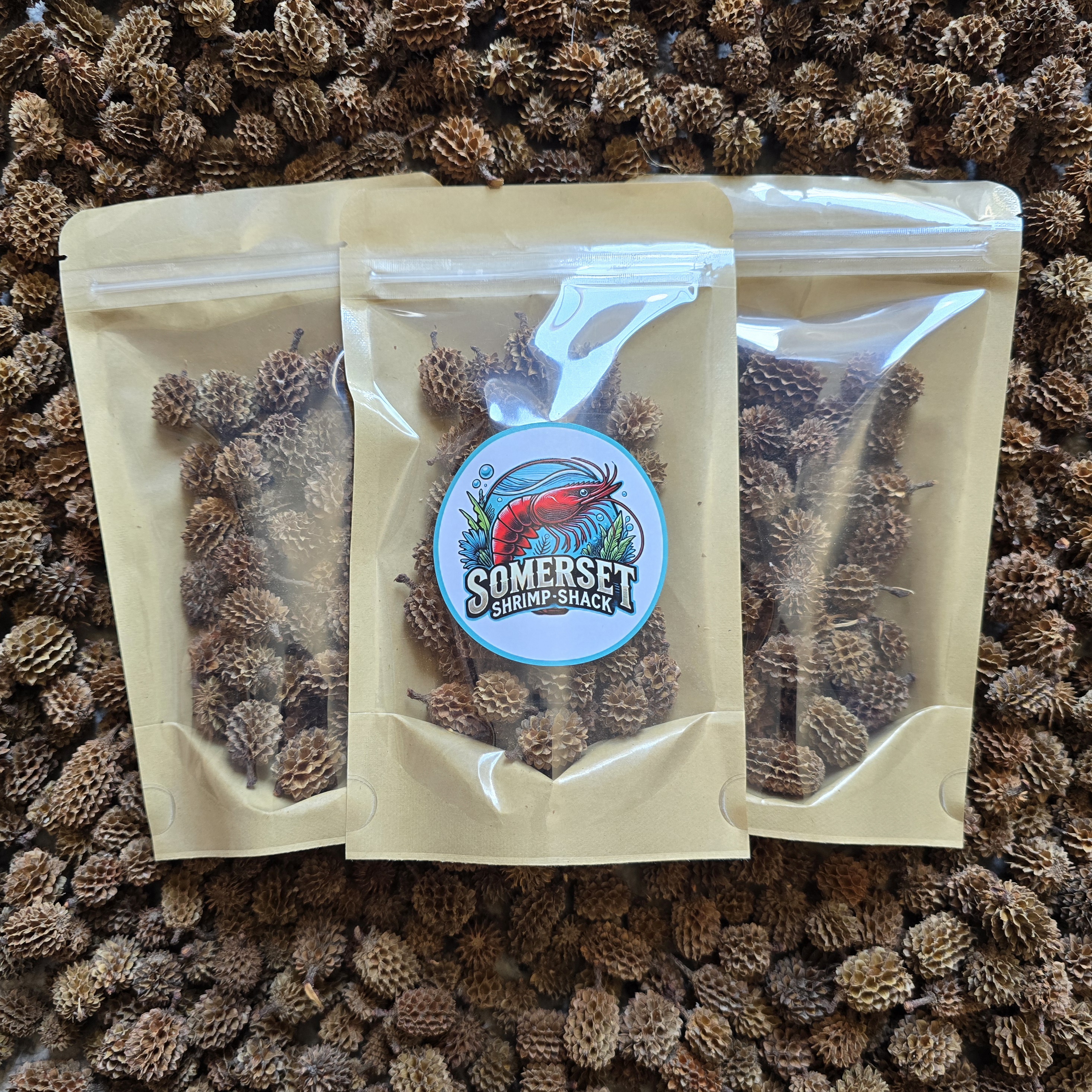 Casurina Cones x50
