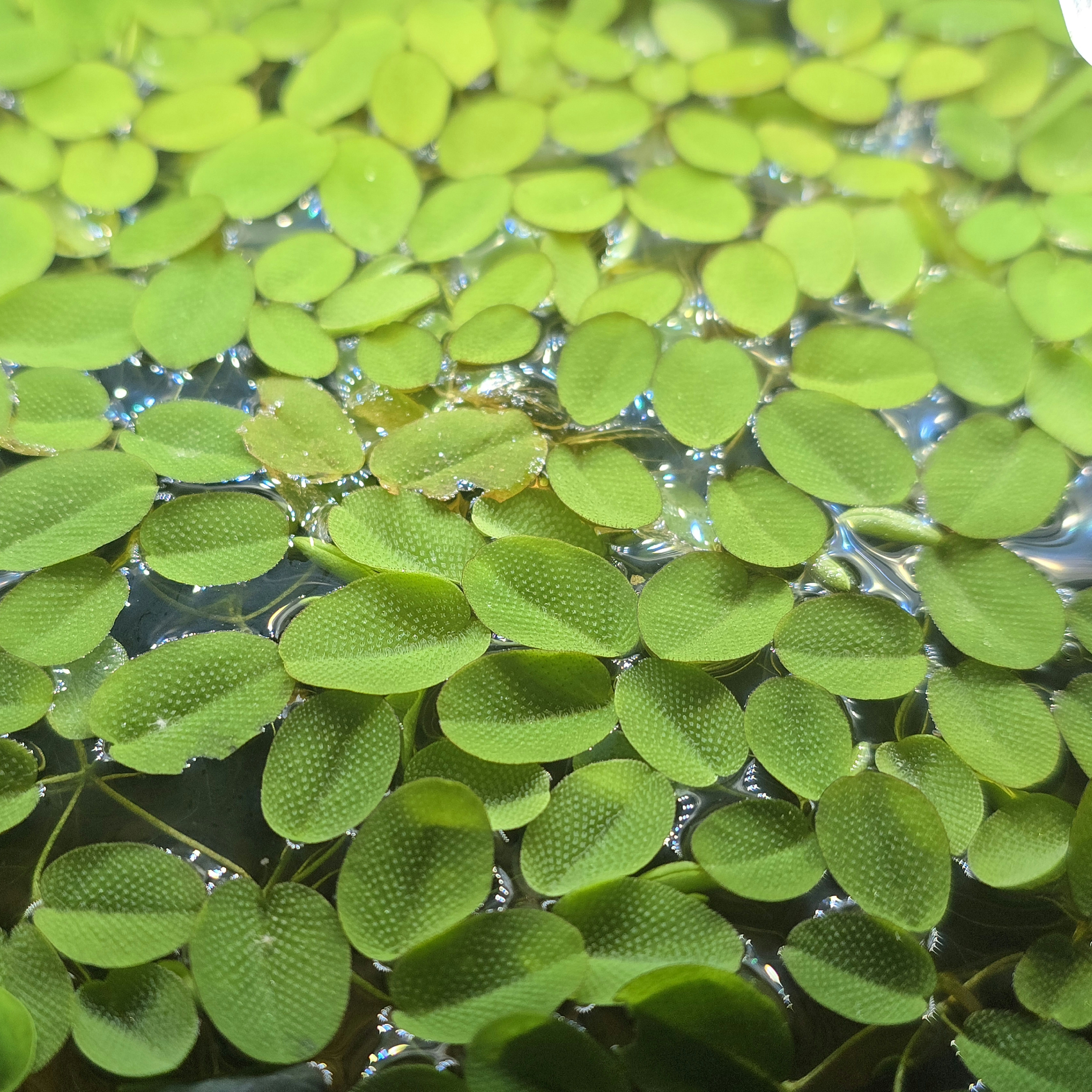 Salvinia Natans