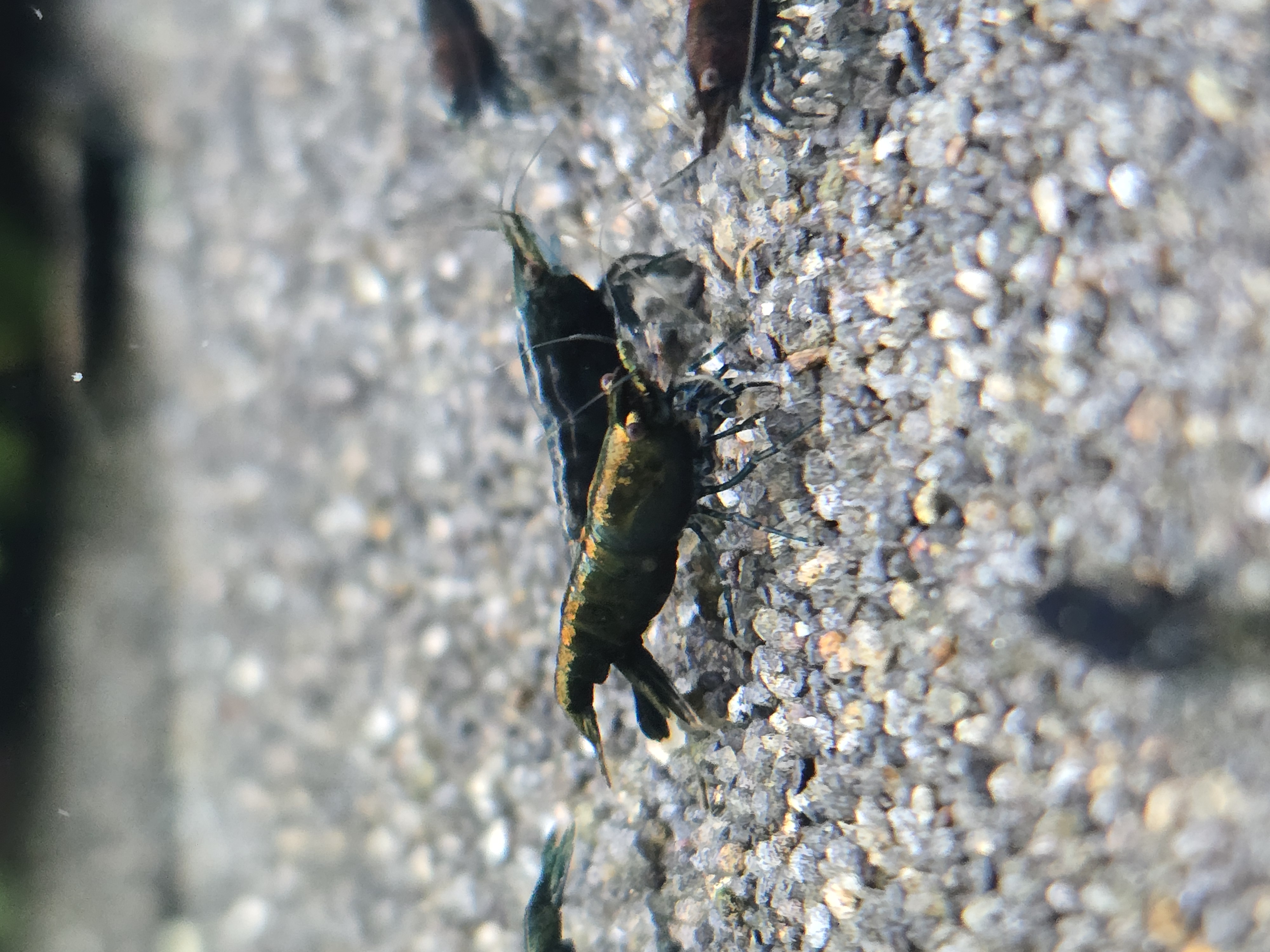 Prismatic Blue High Grade