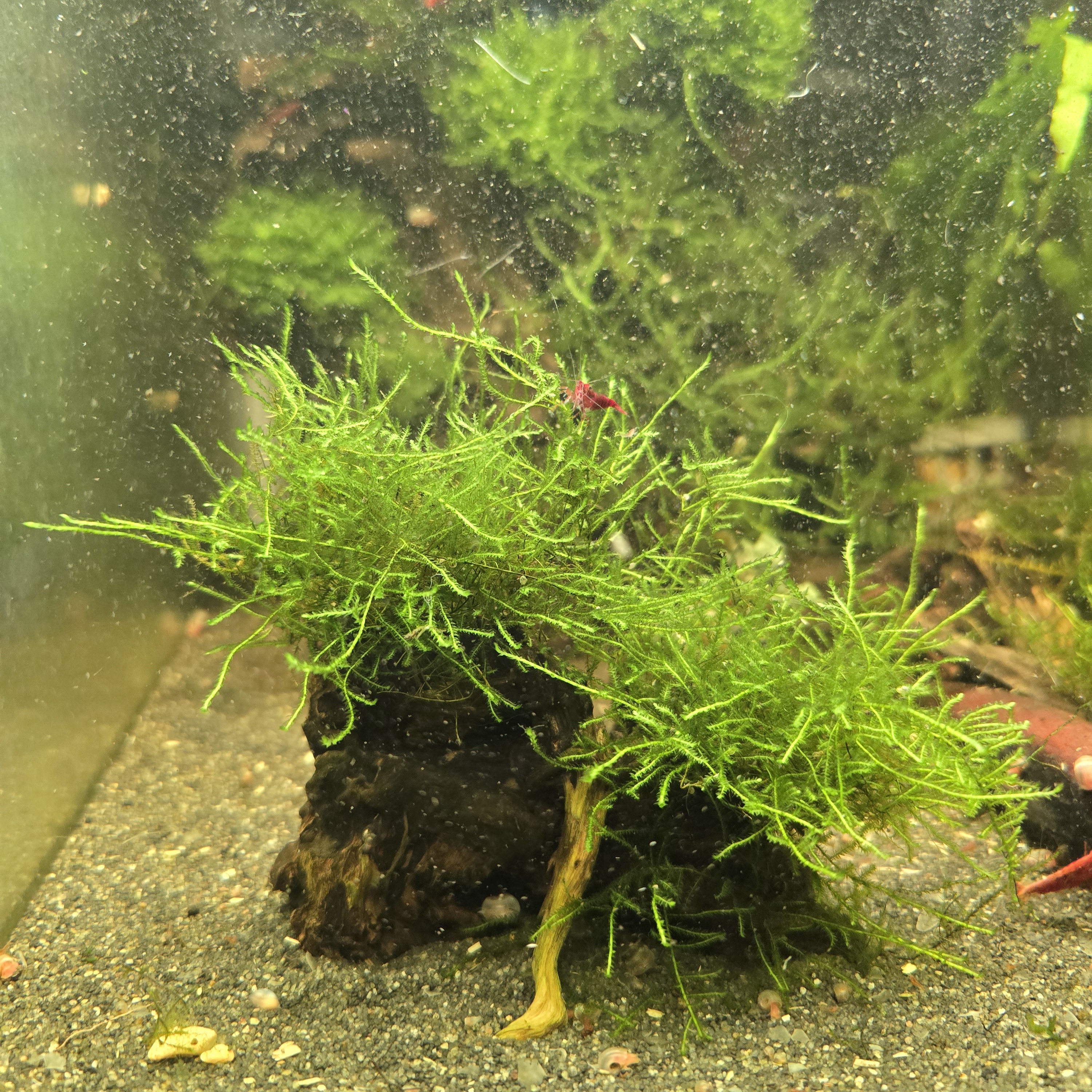 Java moss on Nano wood