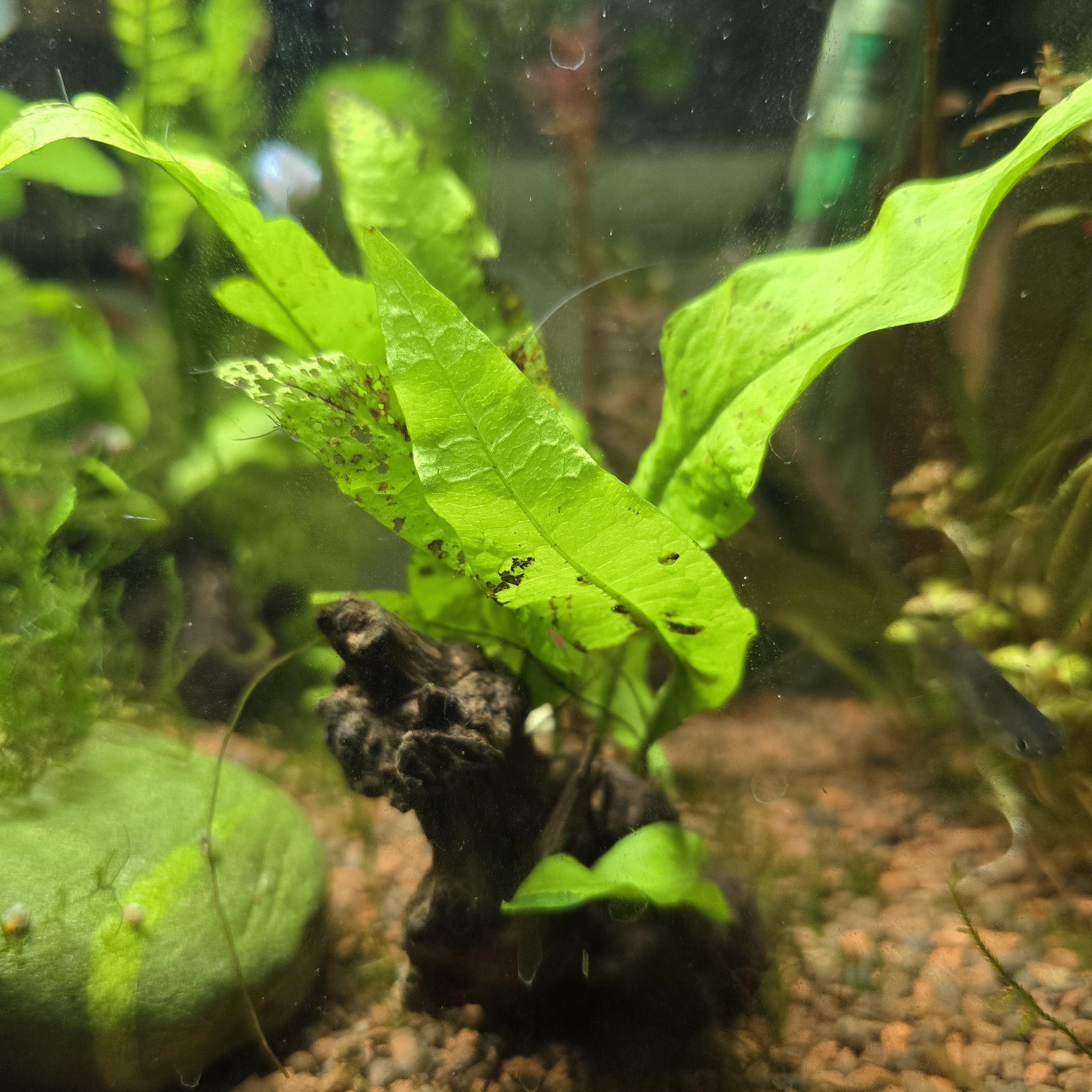 Java Fern on Nano Wood