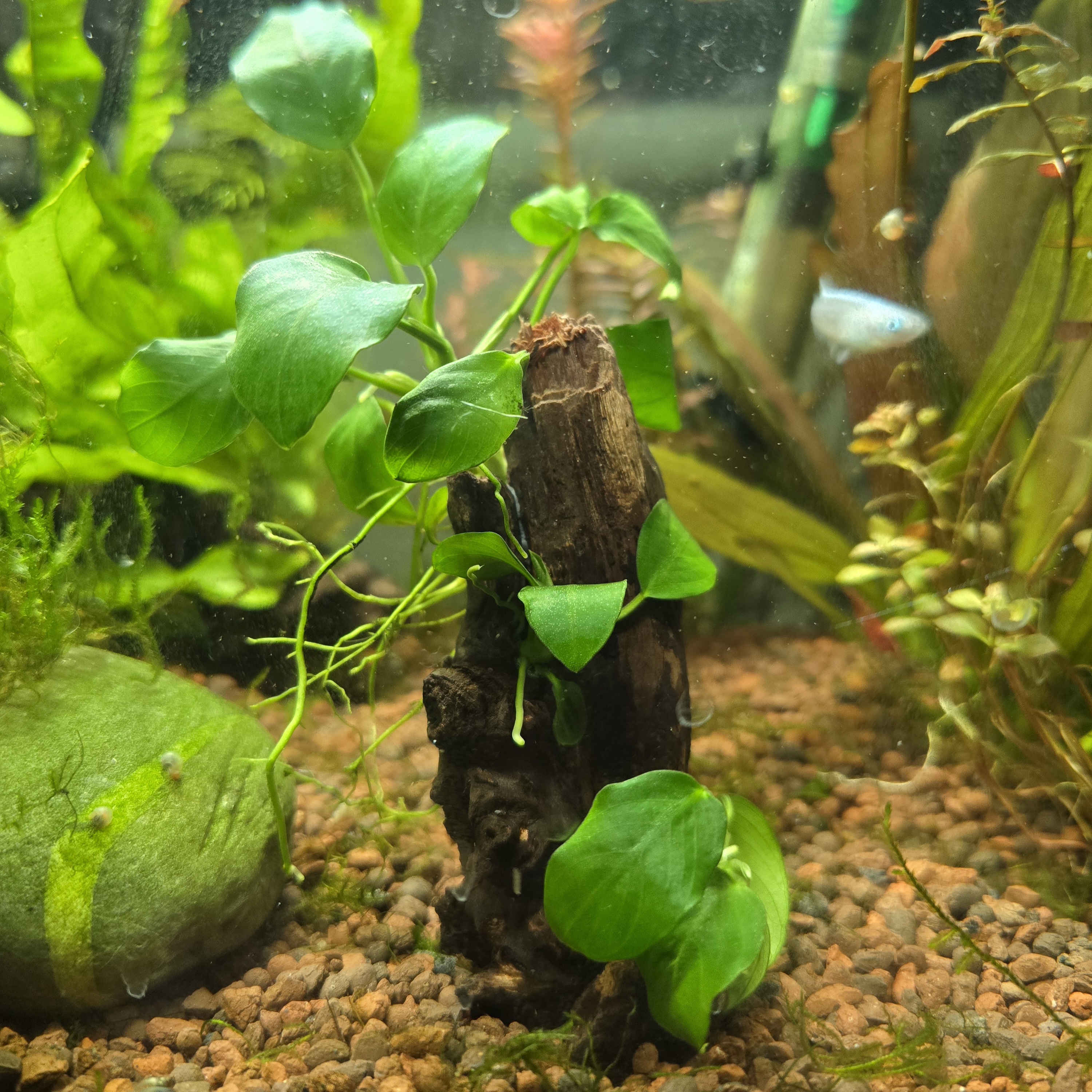 Anubias on Nano Wood