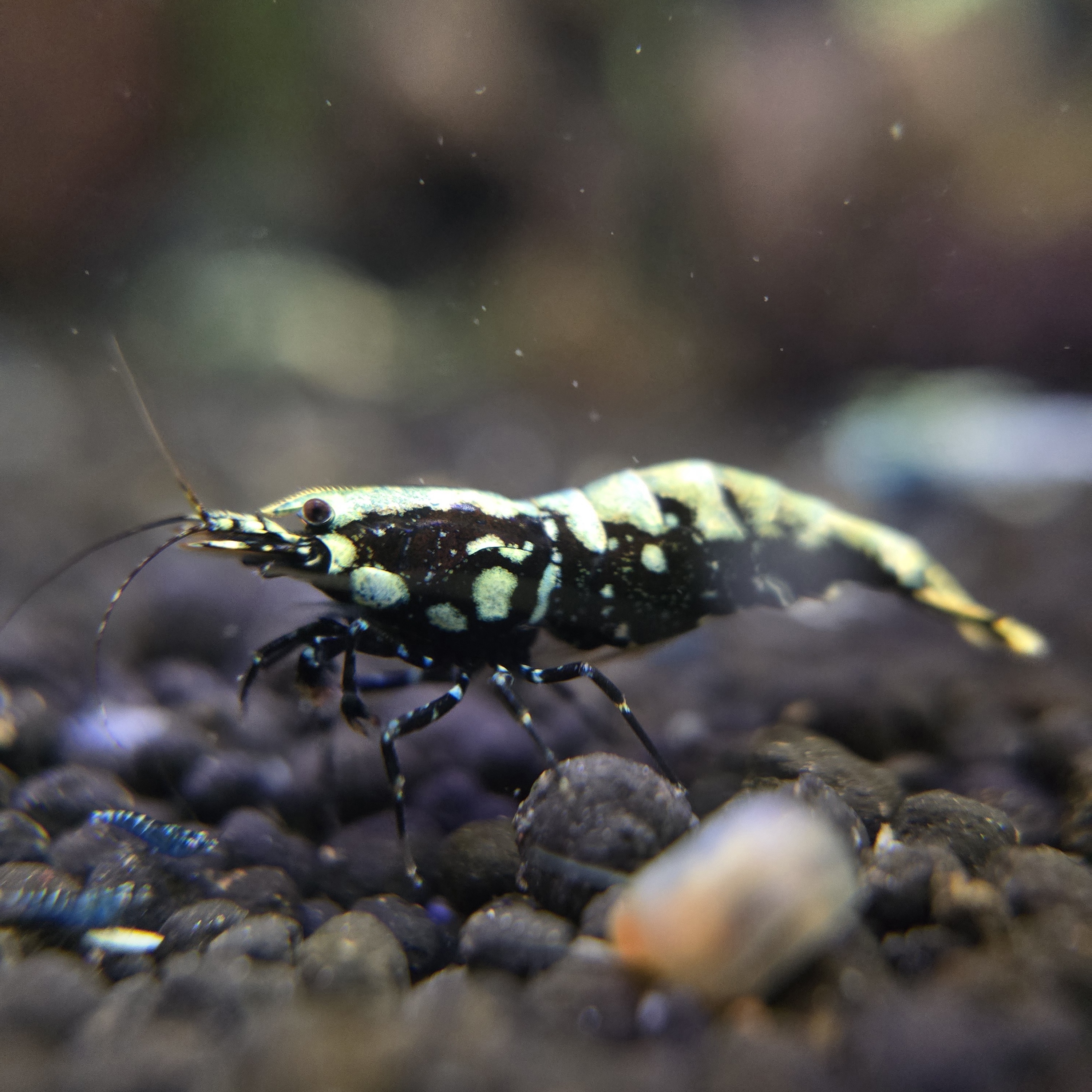 Black Galaxy Fishbone Med/High Grade