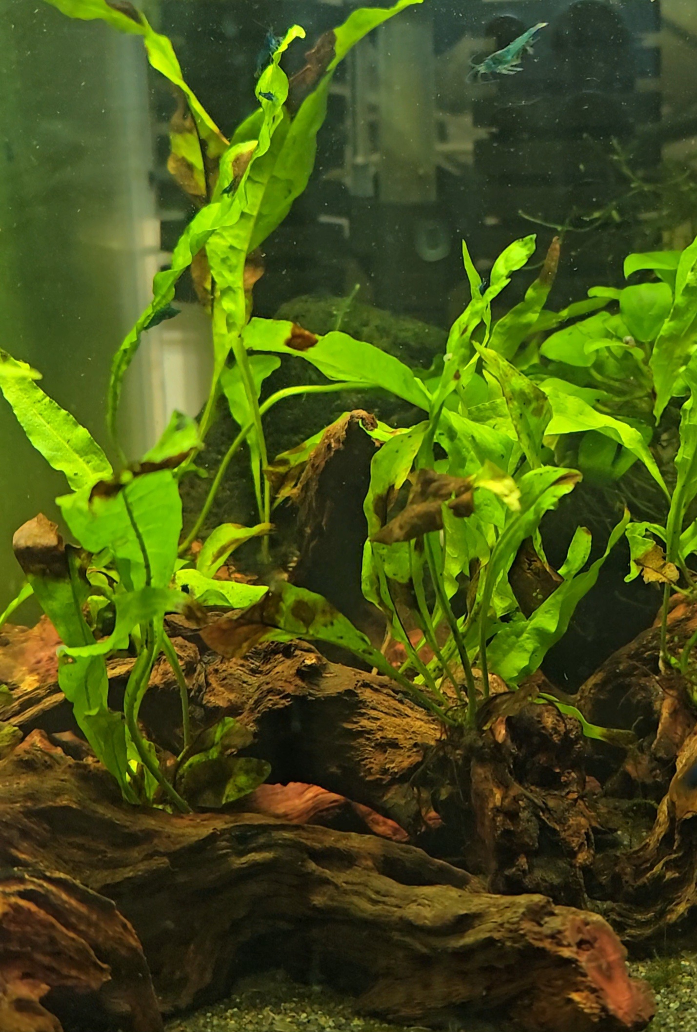 Microsorum on nano wood